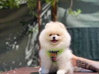 Yakışıklı pomeranian oğluma yuva arıyorum