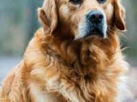 Golden Retriever Sıcak Bir Yuva Arıyoruz