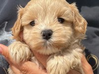 DÜNYA TATLISI MALTİPOO YAVRULARI