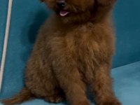 Kore yavru poodle düşünen ulaşabilir