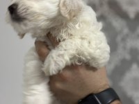 Sahiplendirmeye hazır maltese boncuklarımız