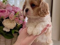 Cavalier king charles safkan