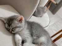 3 tane dişi 2 aylik british shorthair yavru kedimiz