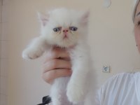 Persian bebekler uygun