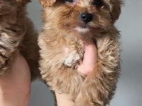 KİLO GARANTİLİ IRKININ EN İYİLERİ MALTİPOO