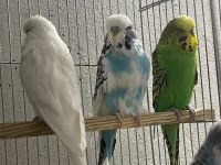 JUMBO MUHABBET KUŞLARI SİİRT MERKEZ