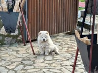 Çin aslanı 4 aylık