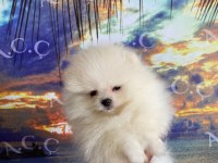 A kalite pomeranian 70 günlük yavru