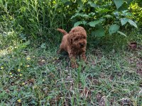 Toypoodle Bebekler 