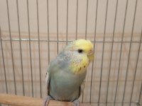 VERİMLİ DİŞİ MUHABBET KUŞU