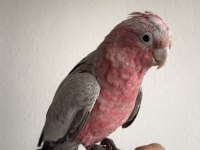 Ful evcil yavru gül kakadu