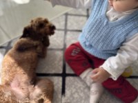 Yetişkin red brown poodle