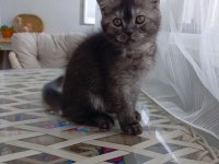 British shorthair iki aylık yavru