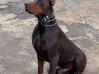 Asil Ve Güçlü Doberman Yavrular Yeni Yuvasını Arıyor
