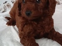 KORE KAN ERKEK VE DİŞİ YAVRU POODLE
