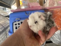 Guinea pigler