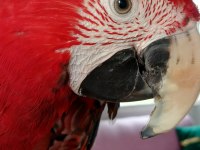Ara macaw 3 yaşında