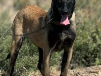 Belçika Malinois Yavrular