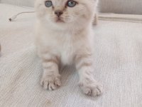 British longhair ve shorthair blue point