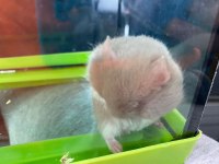 Gonzales hamster