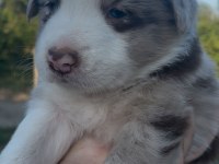 Çok özel mavi gözlü Merle Border collie yavrular