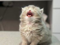 British longhair babys