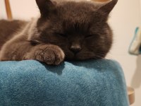 British Shorthair 19 Aylık