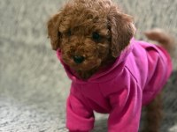 Toy poodle köpeği