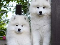 PAMUK GİBİ SAMOYED YAVRULAR