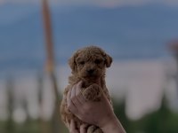 TOY POODLE YAVRUMUZ YENİ YUVASINA HAZIR