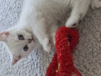 Yavru British Shorthair Bursa Nilüfer