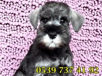 ÜST DÜZEY BEYAZ MİNYATÜR SCHNAUZER BEBEKLER