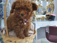 Kore Toy Poodle Yavruları
