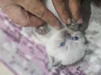 Yavru british longhair cins