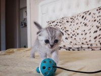 British ve scottish silver tabby yavru