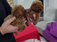 Dişi toy poodle yavrular