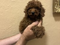 Red Toy Poodle