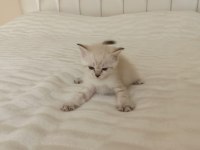 Dişi british shorthair kedisi