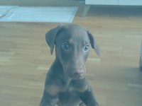 3 Aylık doberman Kızımız