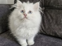 Masum Yüzlü Bebek british longhair