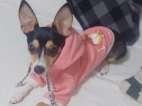 Şivava köpeğimiz Mila ya güzel bir yuva