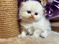 British Longhair Lorin