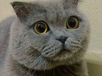 British shorthair duman uslu ev kedisi