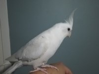 Konuşan Albino Sultan Papağanı