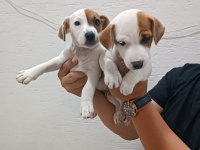 Jack Russell yavrularımız ırk garantilidir
