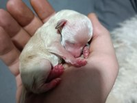 Toy poodle yavru 1 aylık