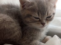 Uyguna british shorthair yavrular