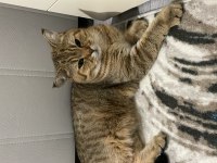 Erkek kedi sahiplendirme british shorthair