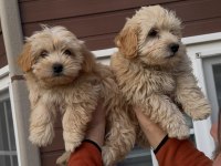 MUHTEŞEM GÜZELLİKTE MALTİPOO BEBEKLER