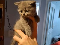 50 günlük scottish fold bebekler